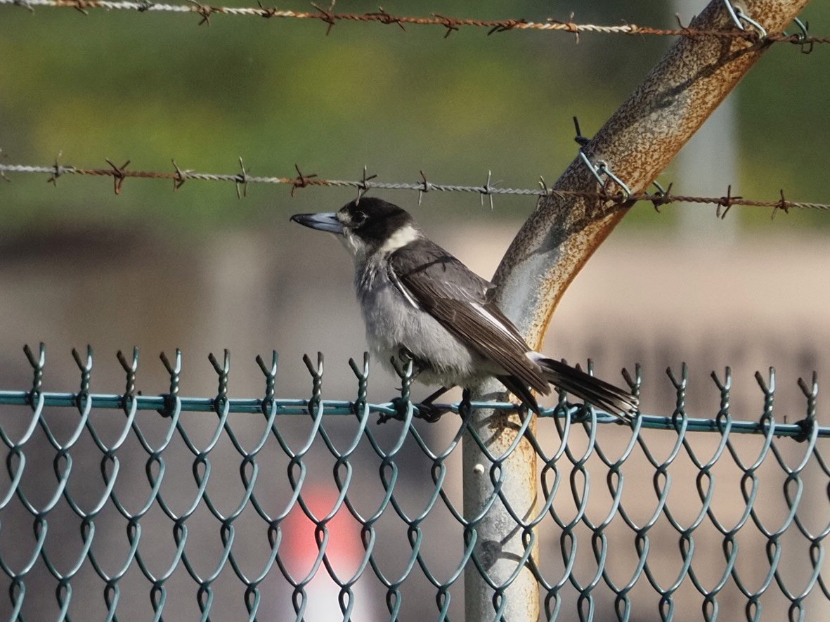 Gray Butcherbird - ML622090718