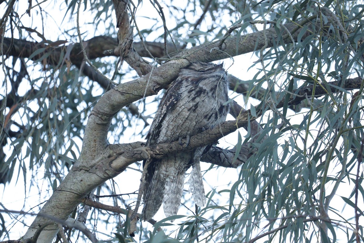 Tawny Frogmouth - ML622090723