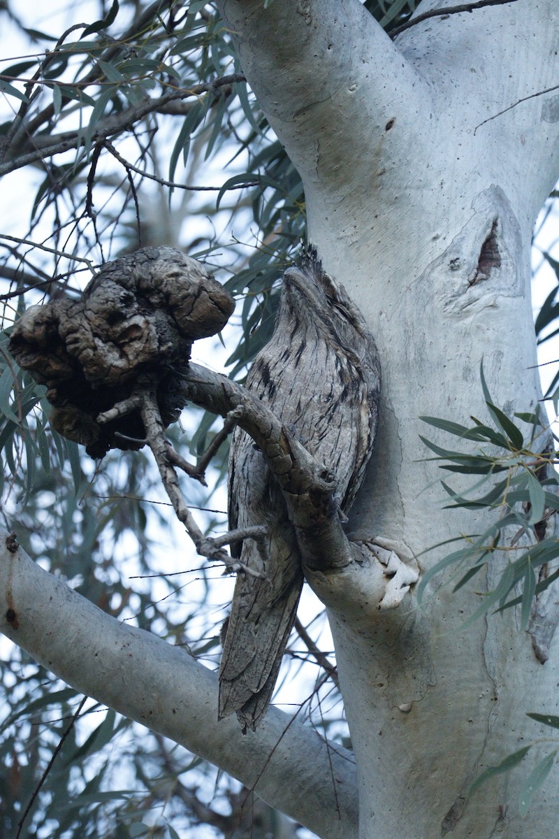 Tawny Frogmouth - ML622090724