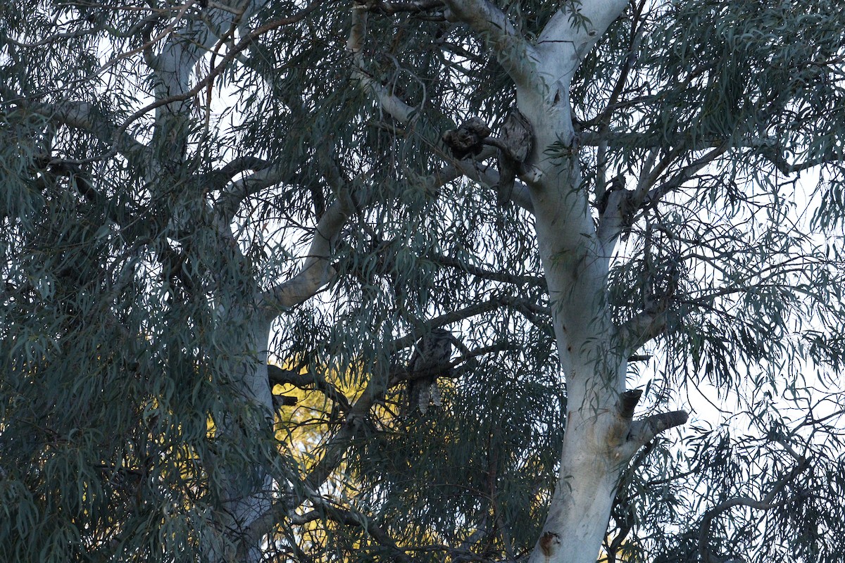 Tawny Frogmouth - ML622090725