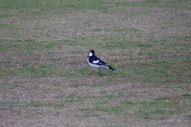 Magpie-lark - ML622090727