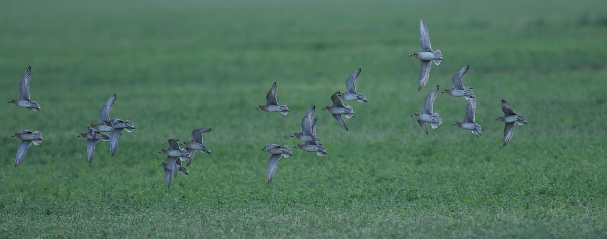 Pacific Golden-Plover - ML622090731