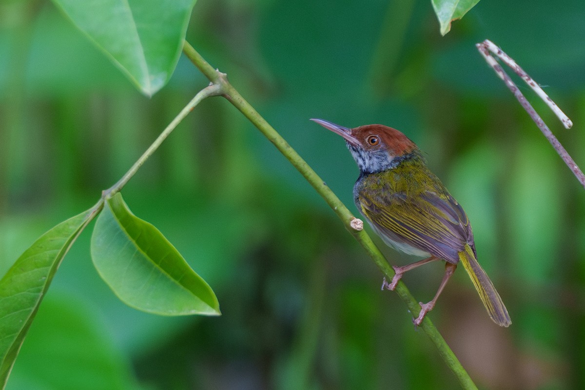 Dark-necked Tailorbird - ML622090732