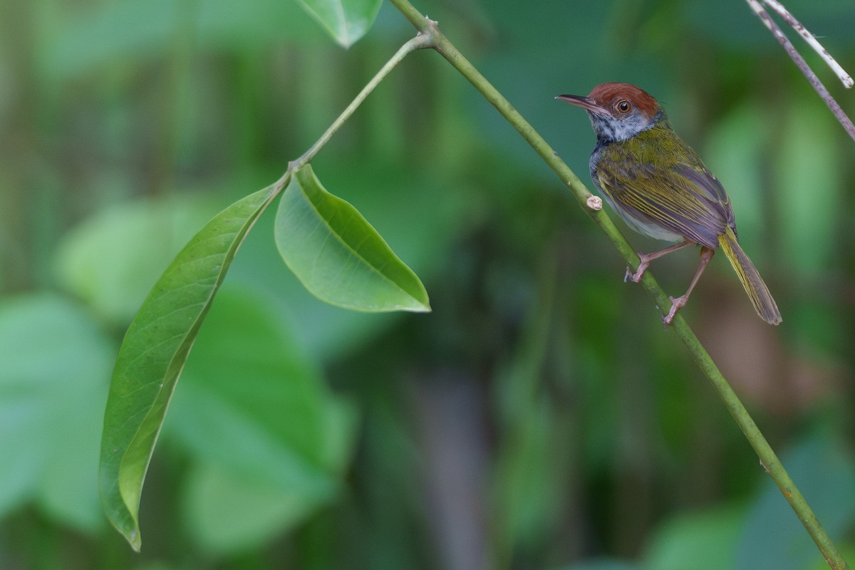 Dark-necked Tailorbird - ML622090733