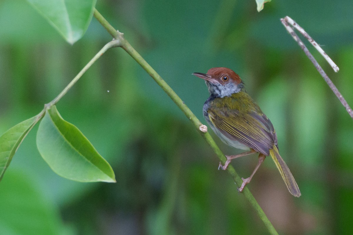 Dark-necked Tailorbird - ML622090735