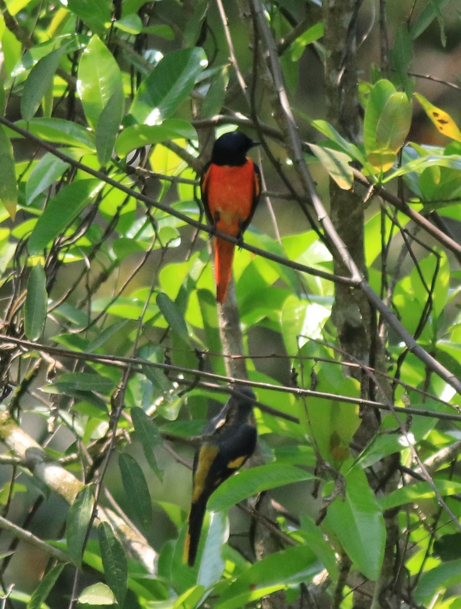 Orange Minivet - ML622090736