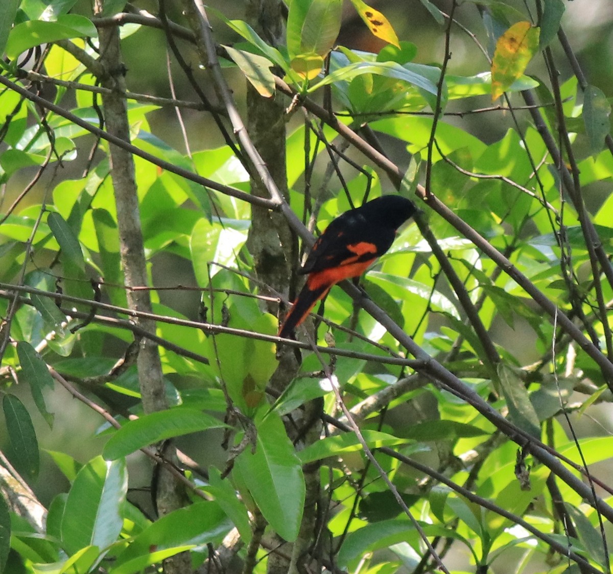 Orange Minivet - Afsar Nayakkan