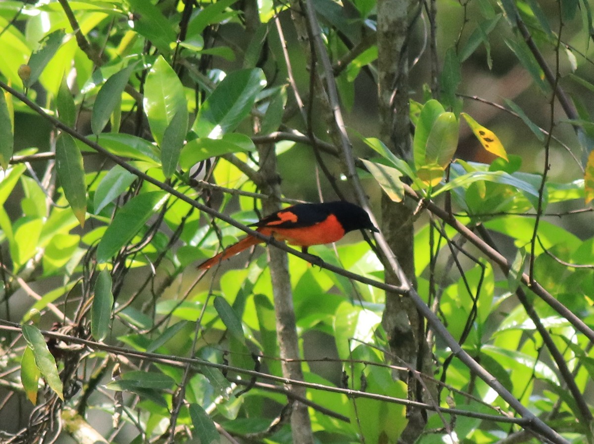 Orange Minivet - ML622090738