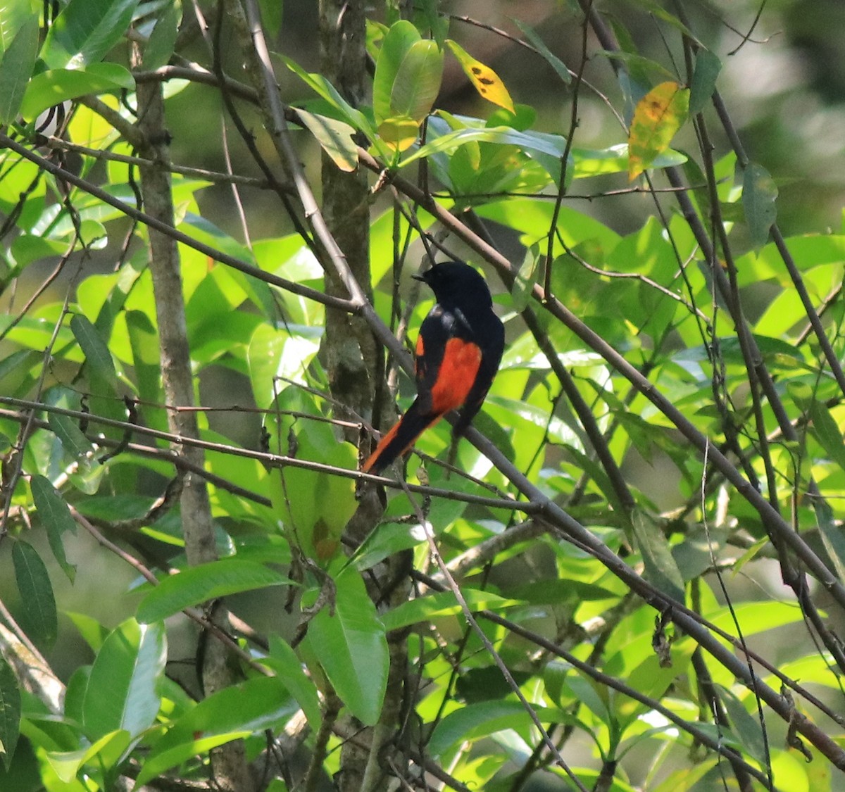 Orange Minivet - ML622090739