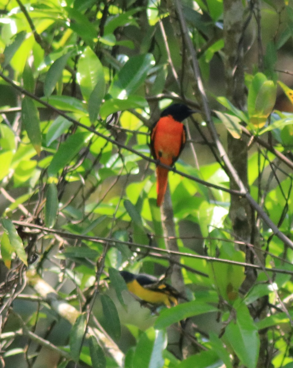 Orange Minivet - Afsar Nayakkan