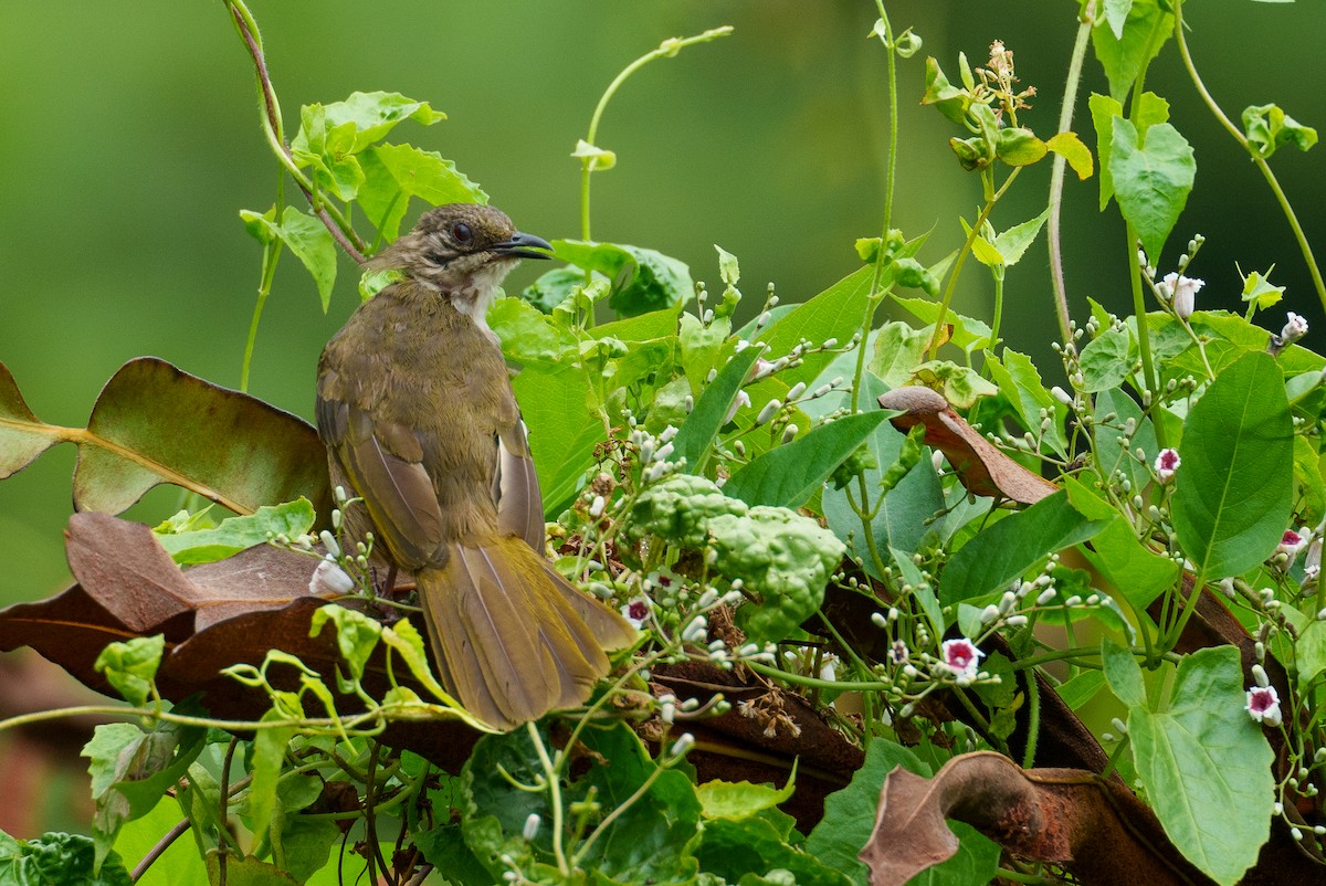 Olive-winged Bulbul - ML622090743