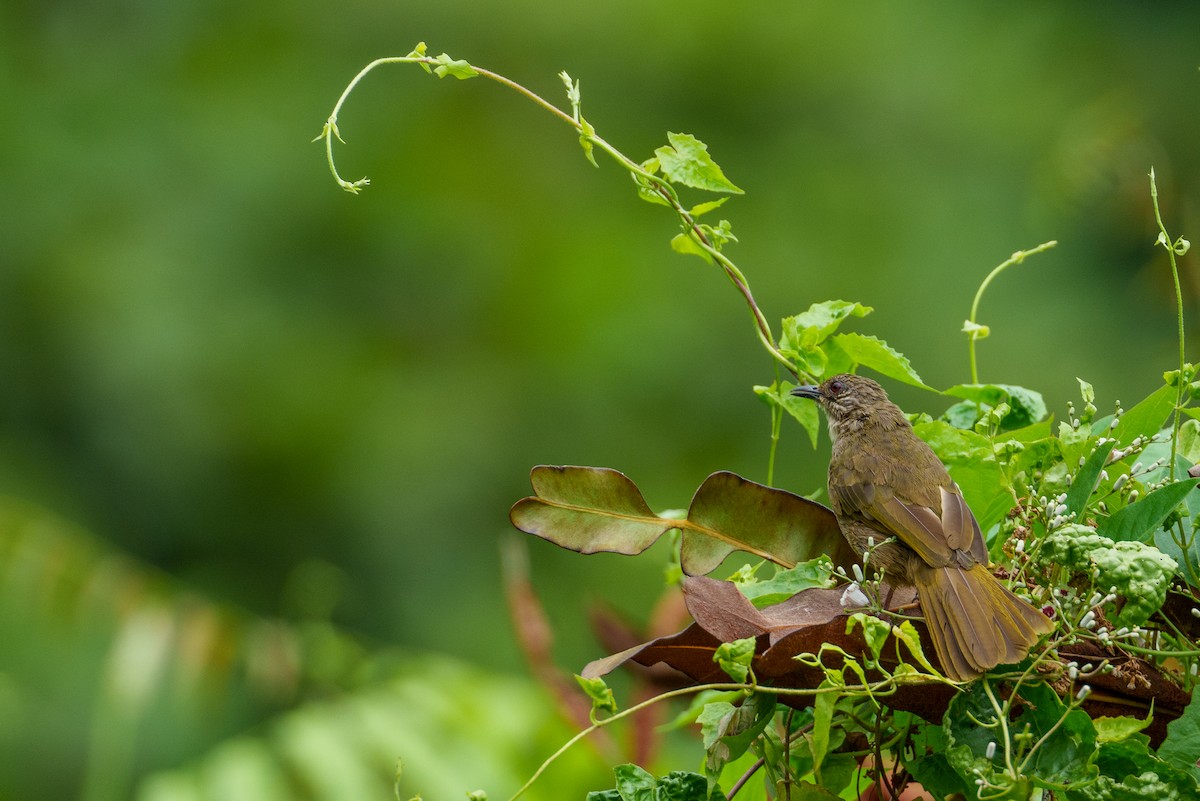 Olive-winged Bulbul - ML622090745