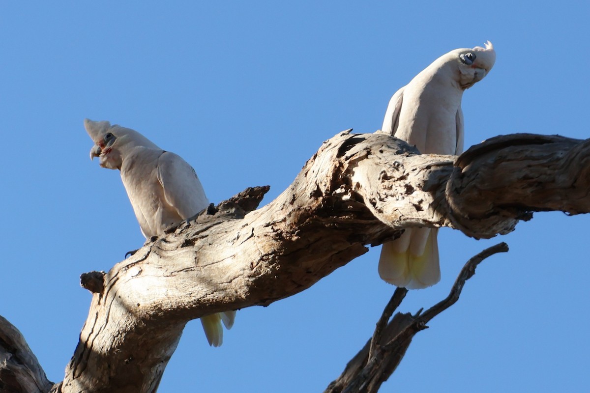 Little Corella - ML622090746