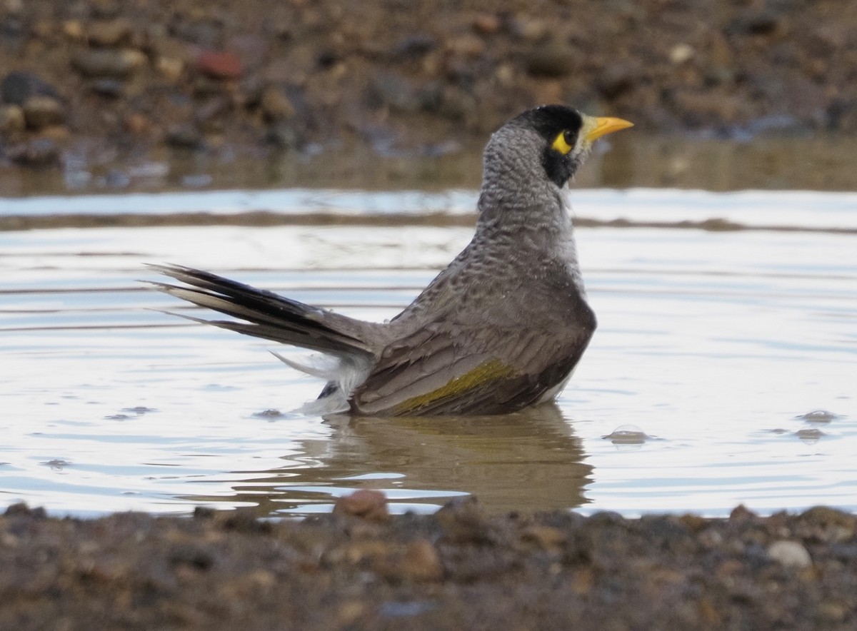 Noisy Miner - ML622090748