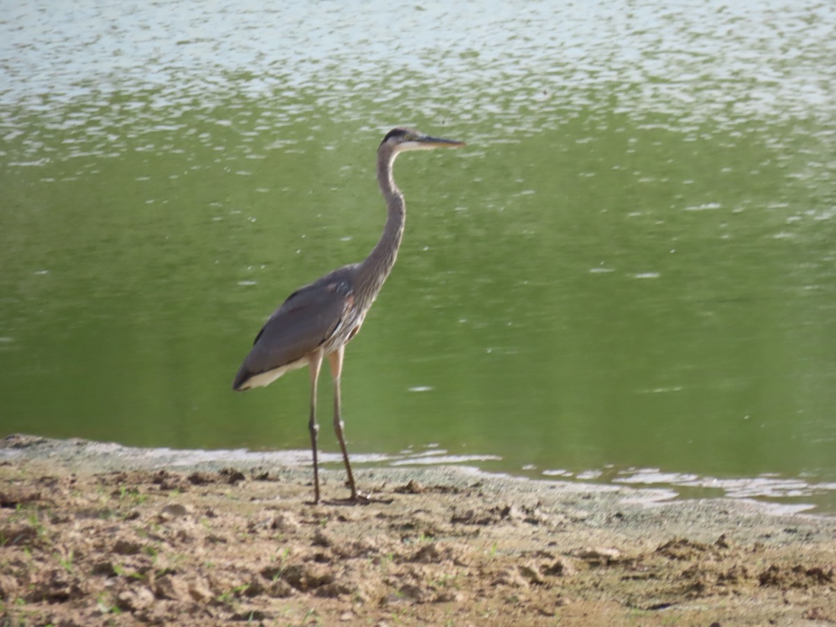 Great Blue Heron - ML622090749