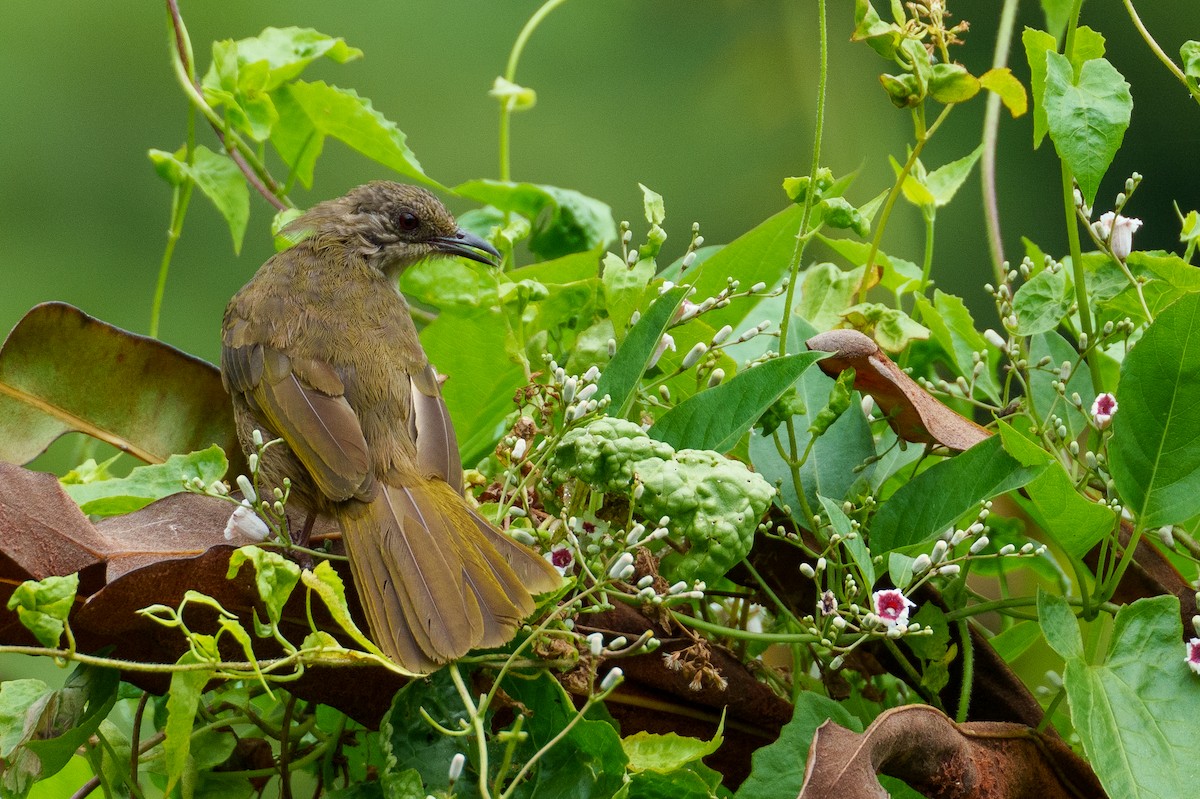 Olive-winged Bulbul - ML622090750