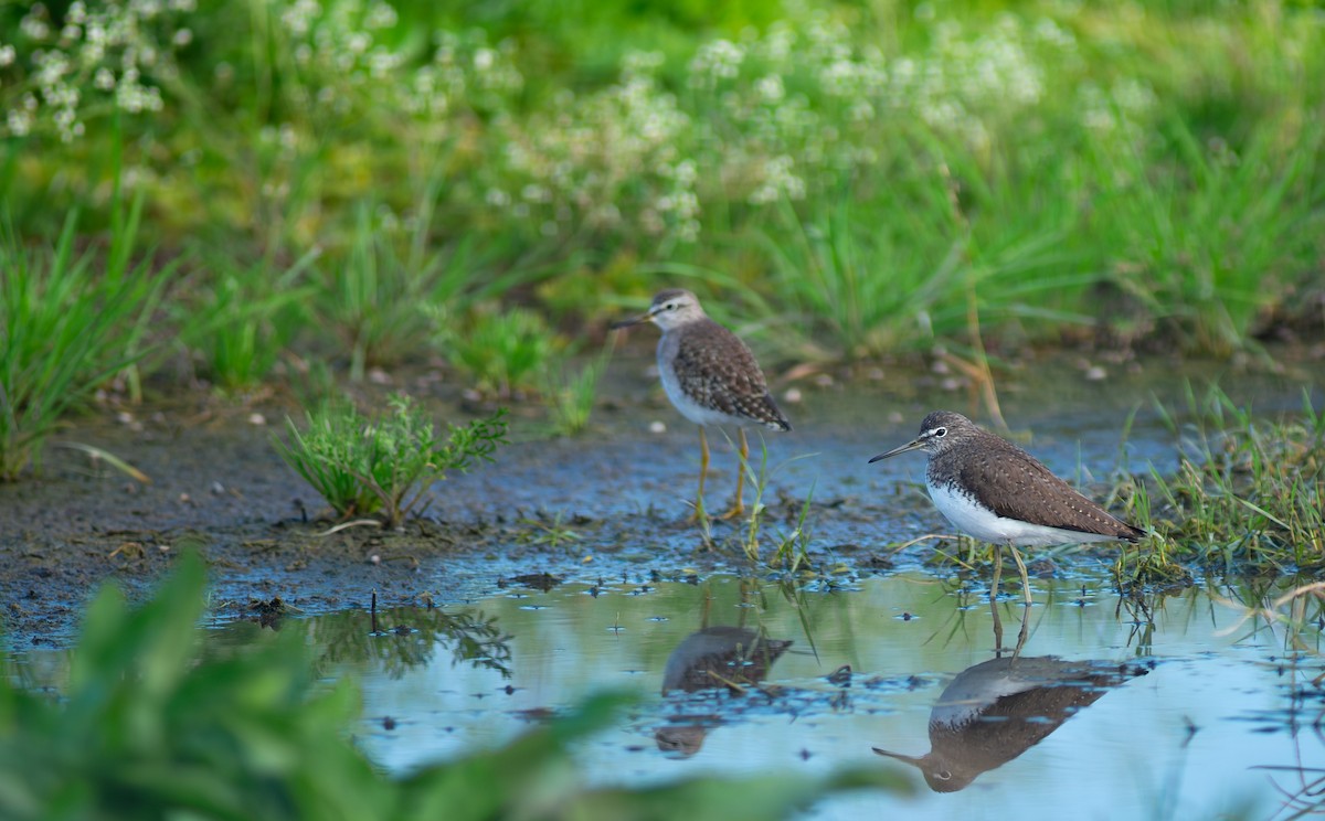 Green Sandpiper - ML622090752