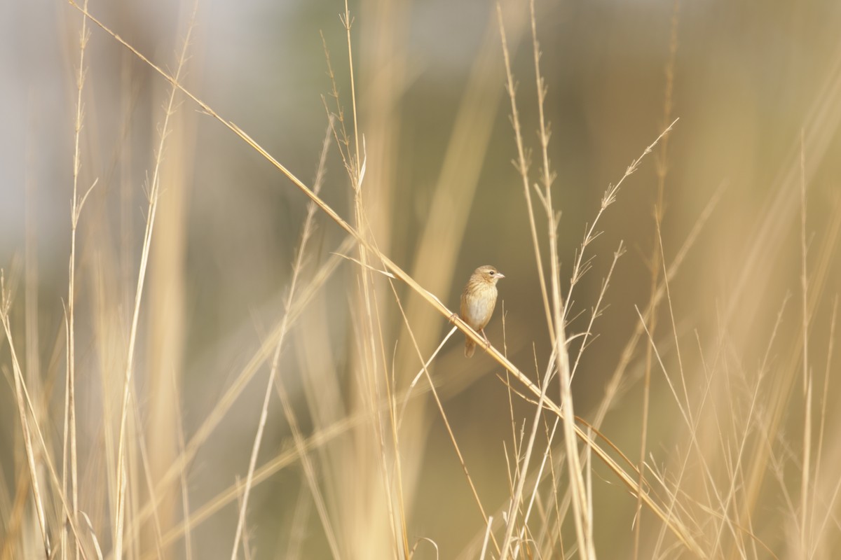 Southern Red Bishop - Sean Lyon