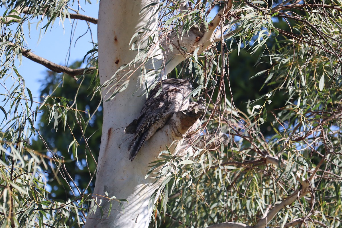 Tawny Frogmouth - Darren Foster