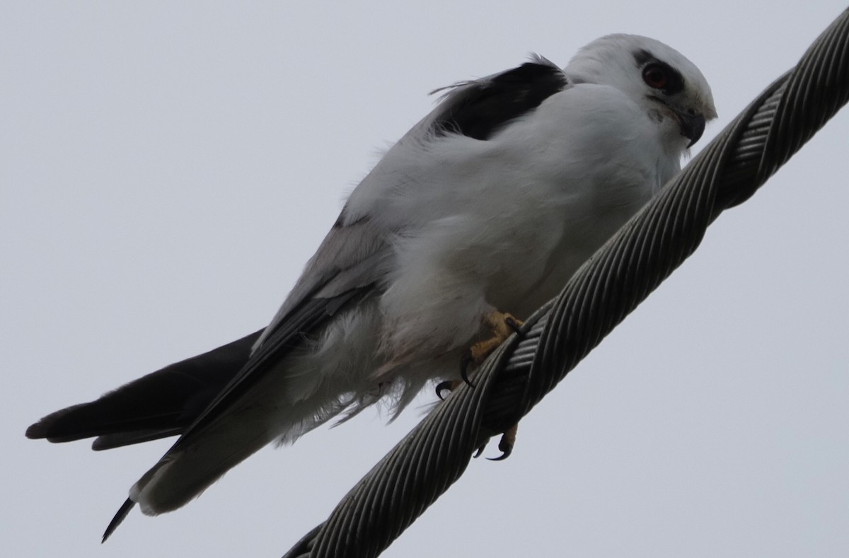 Black-shouldered Kite - Yvonne van Netten