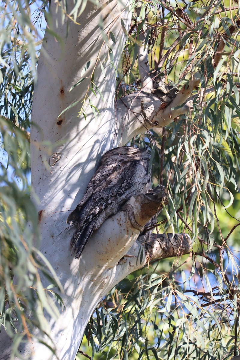 Tawny Frogmouth - Darren Foster