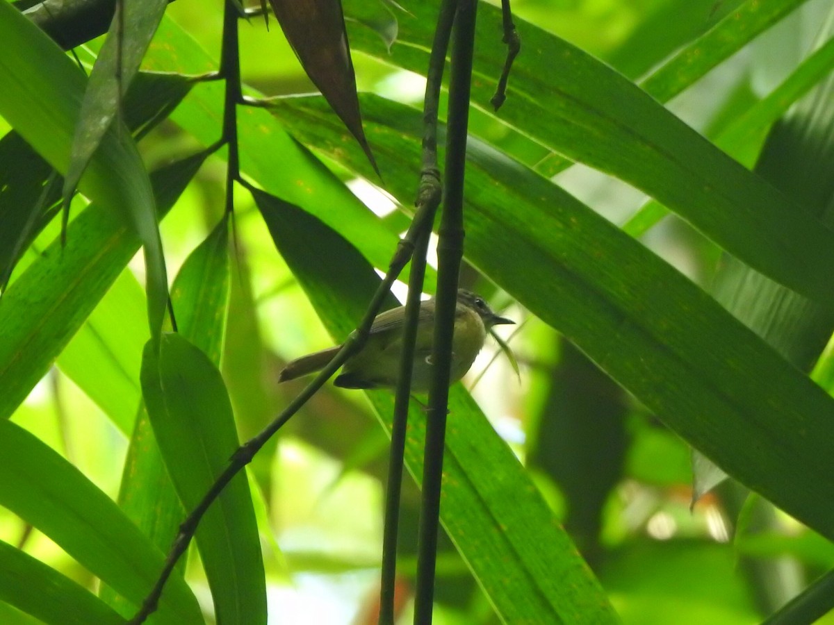 Yellow-bellied Warbler - Muhammad Nafis Ufsi