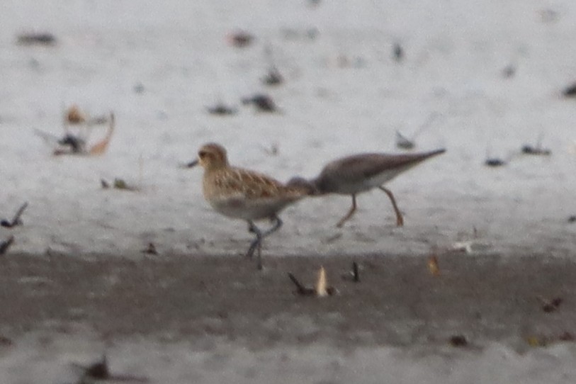 Pacific Golden-Plover - ML622090813