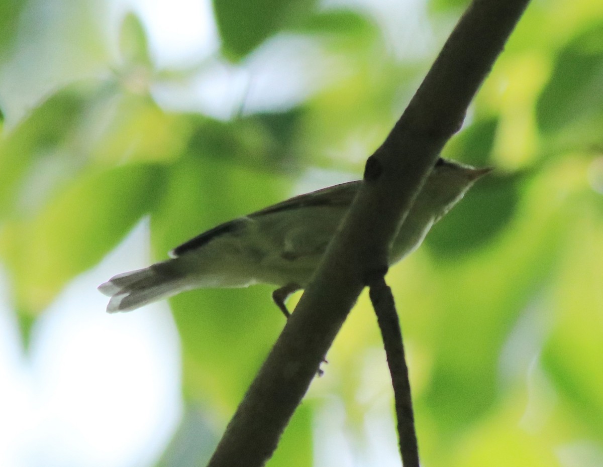 Green Warbler - ML622090825