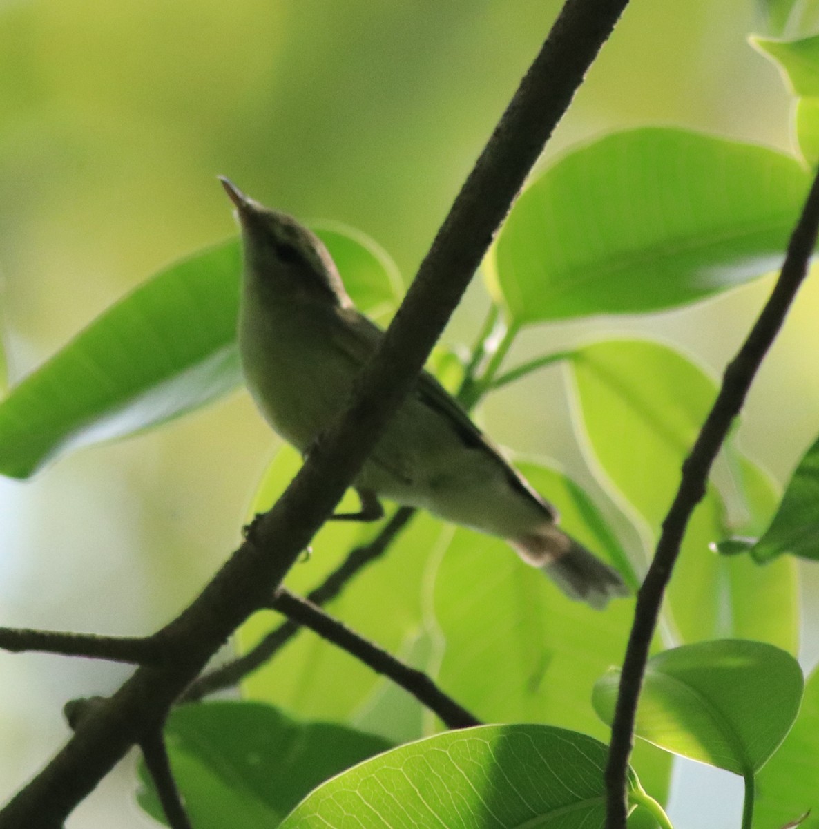 Green Warbler - ML622090826