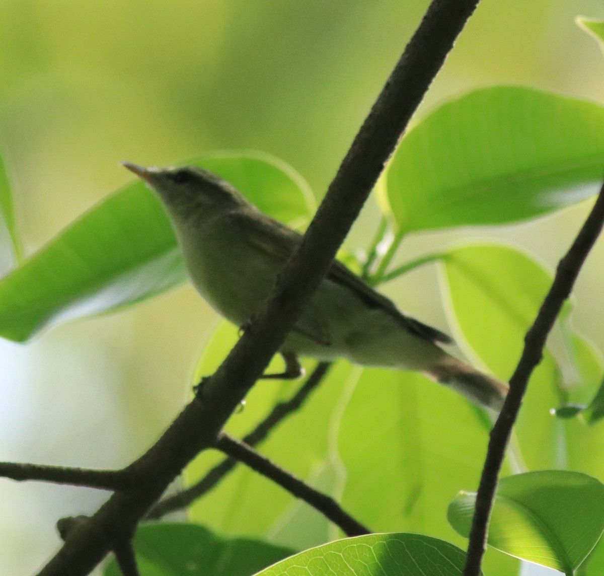 Green Warbler - ML622090829