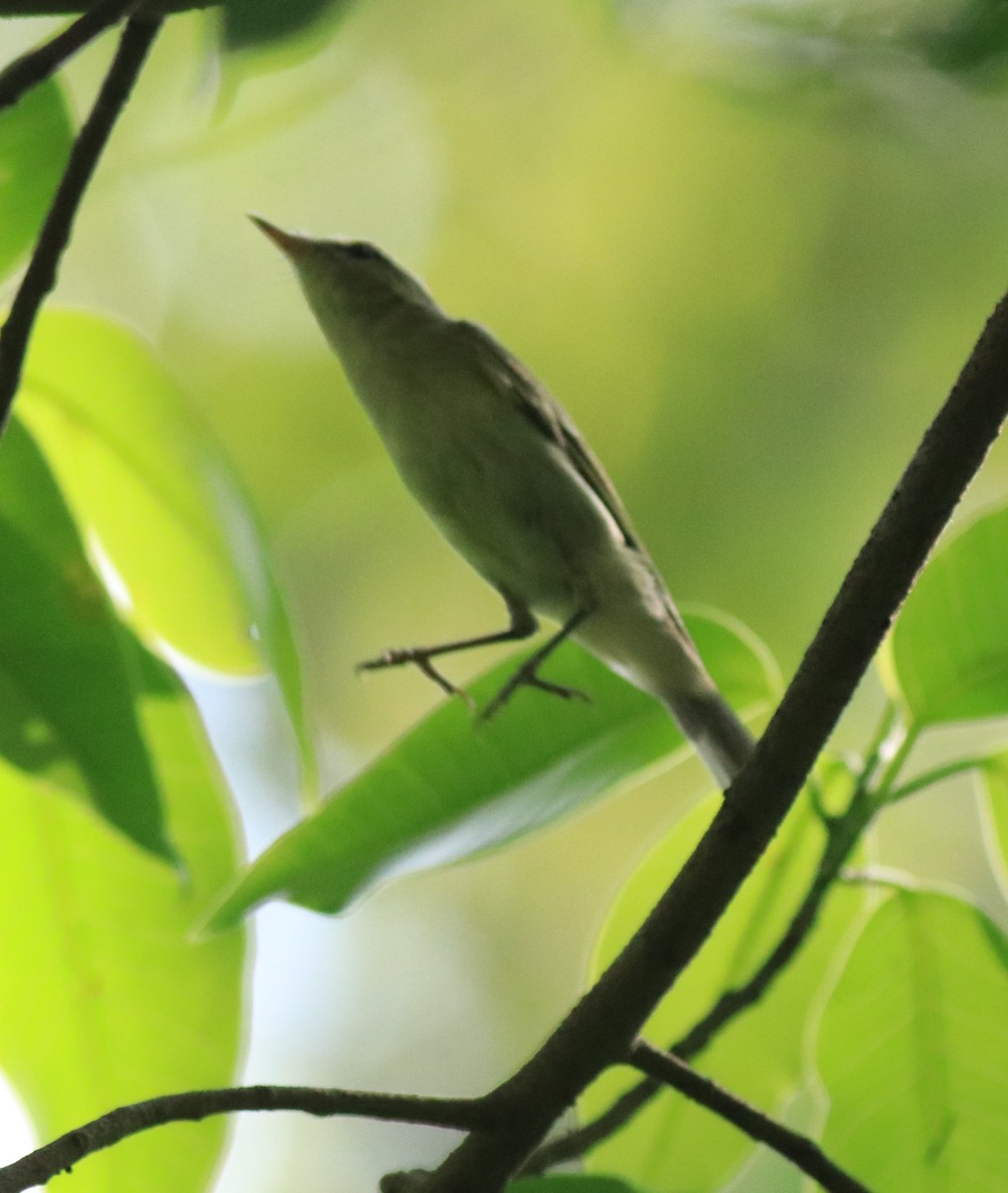 Green Warbler - ML622090831