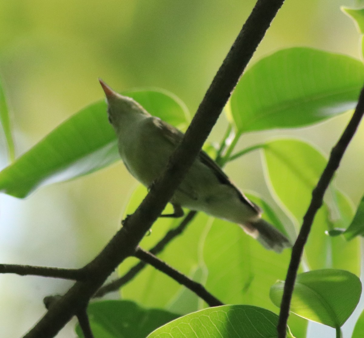 Green Warbler - ML622090832