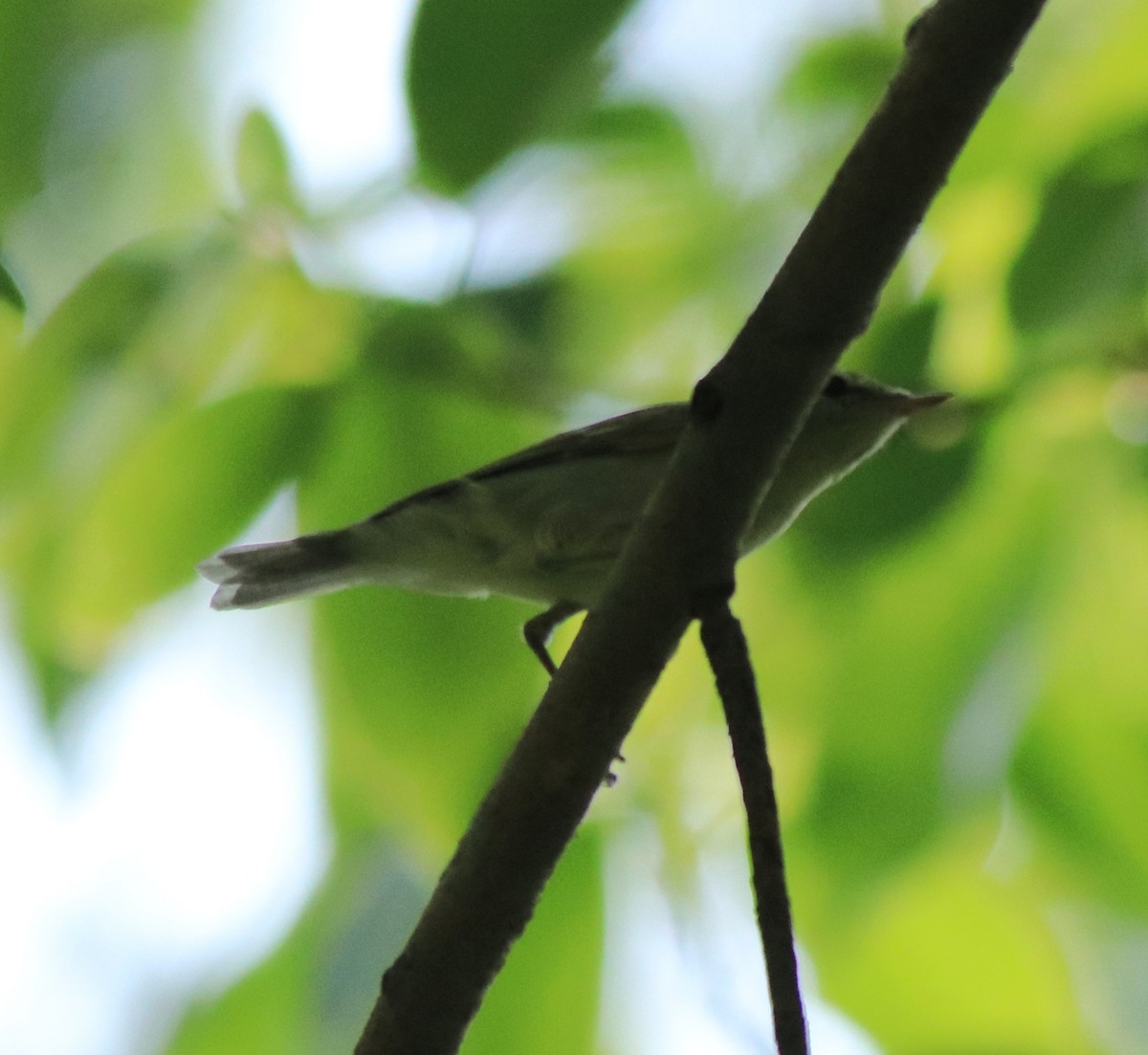 Green Warbler - ML622090833