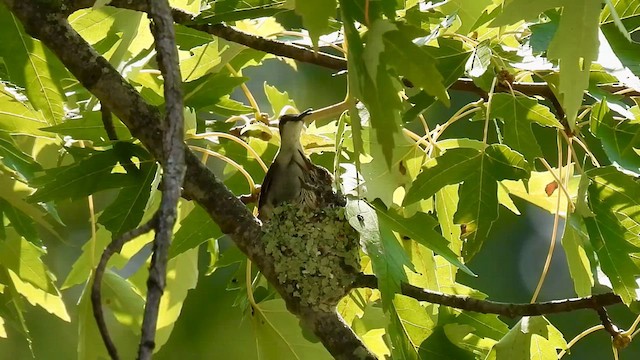 Ruby-throated Hummingbird - ML622090840