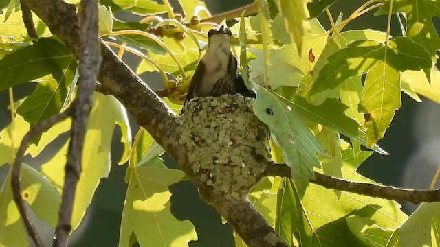 kalypta rubínohrdlá - ML622090841