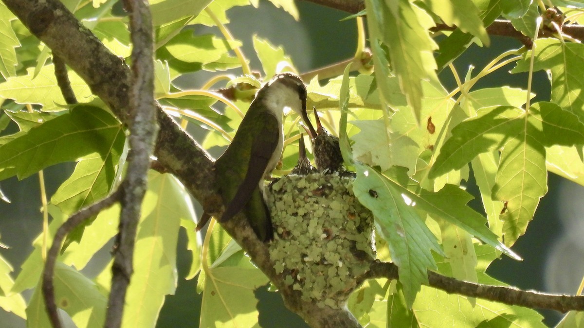 Ruby-throated Hummingbird - ML622090843