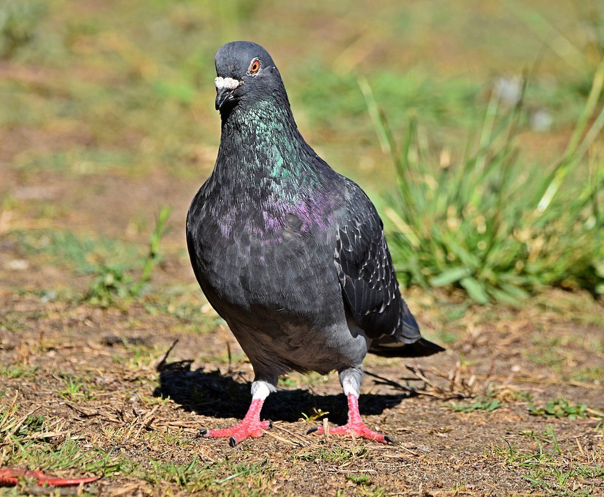 Rock Pigeon (Feral Pigeon) - ML622090847