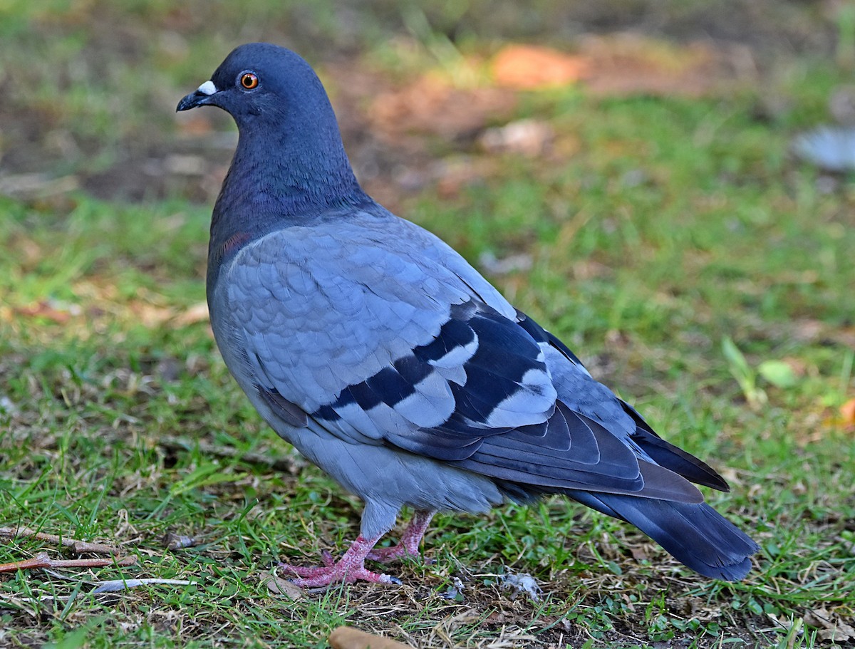 Rock Pigeon (Feral Pigeon) - ML622090848
