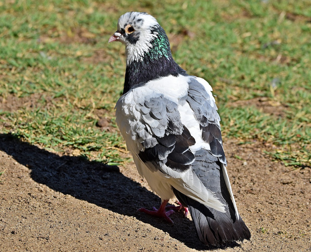 Rock Pigeon (Feral Pigeon) - ML622090849