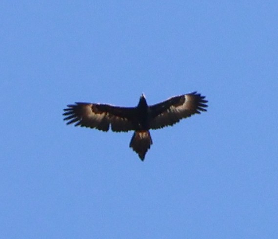 Wedge-tailed Eagle - ML622090850
