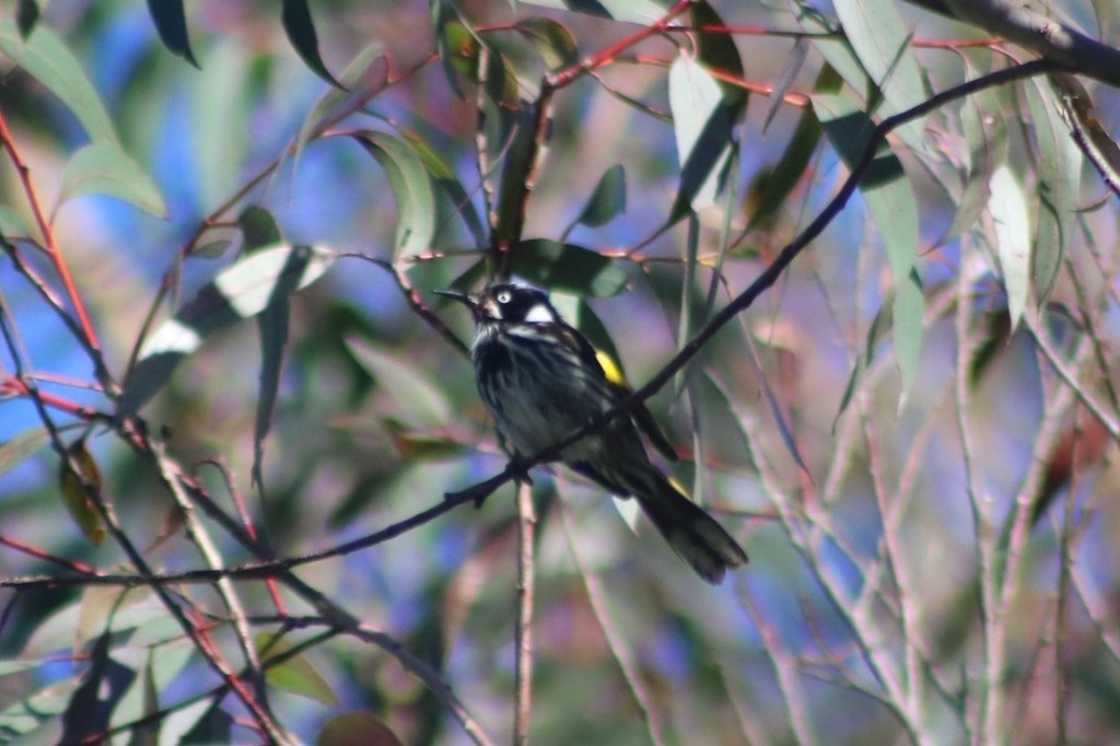 New Holland Honeyeater - ML622090851