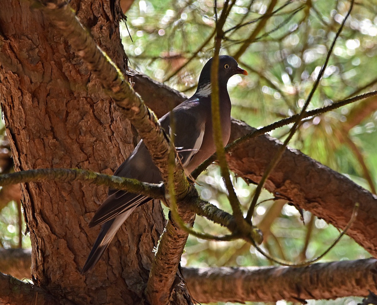 Common Wood-Pigeon - ML622090852