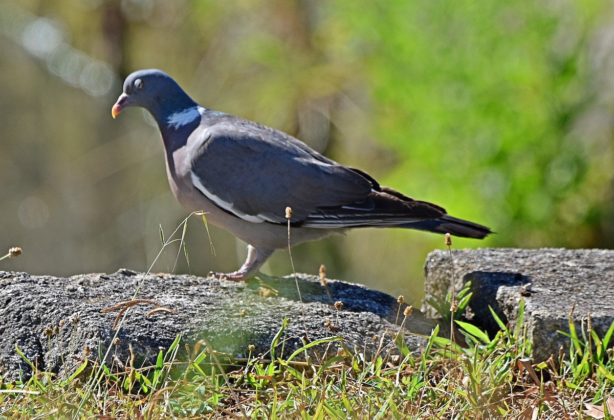 Common Wood-Pigeon - ML622090853