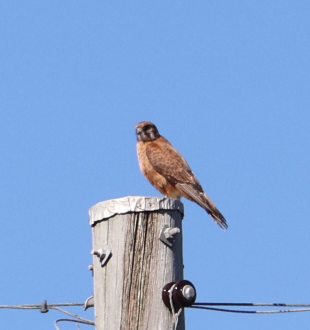 Nankeen Kestrel - ML622090855