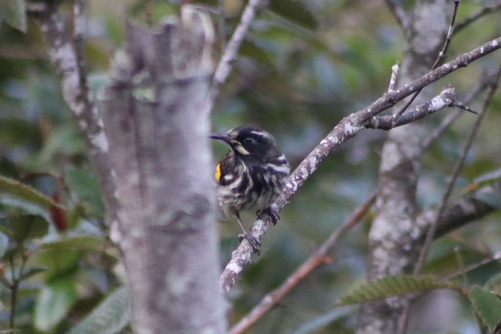 New Holland Honeyeater - ML622090860