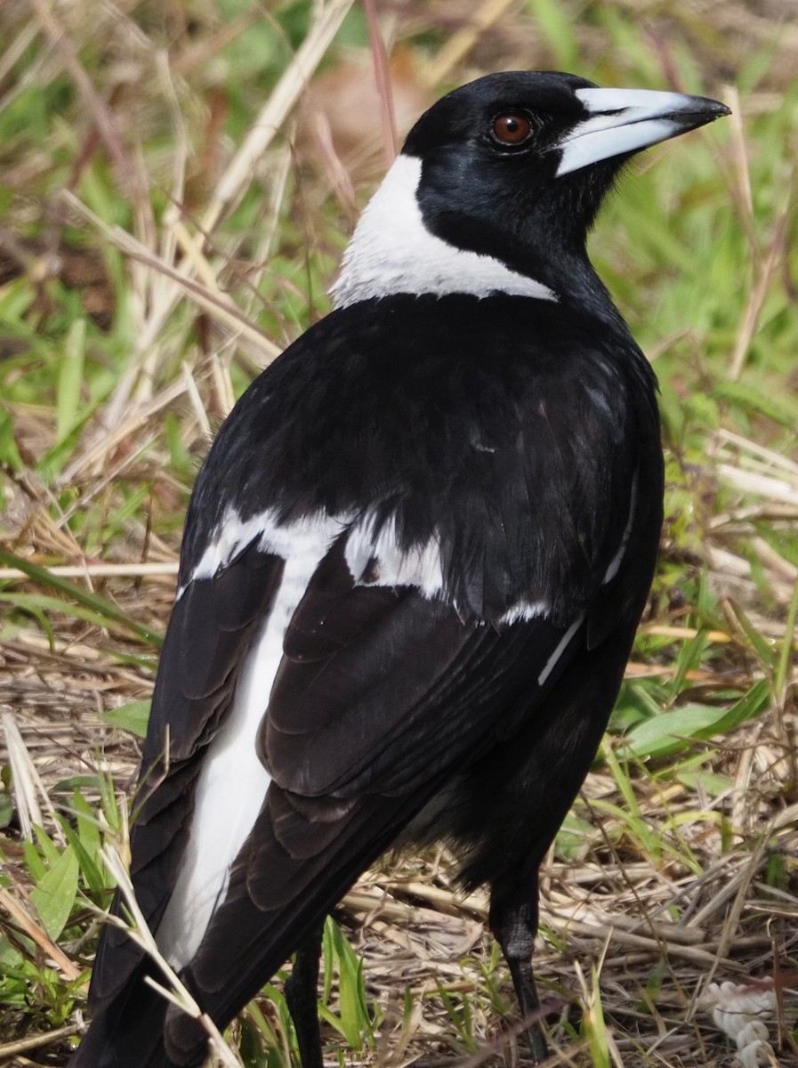 Australian Magpie - ML622090861