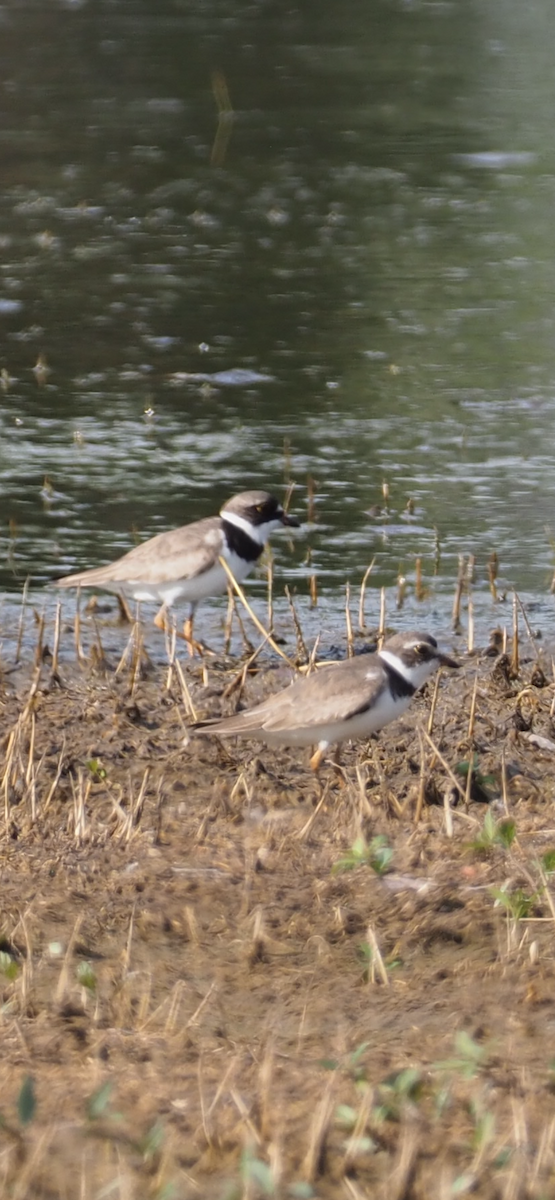 Semipalmated Plover - ML622090862