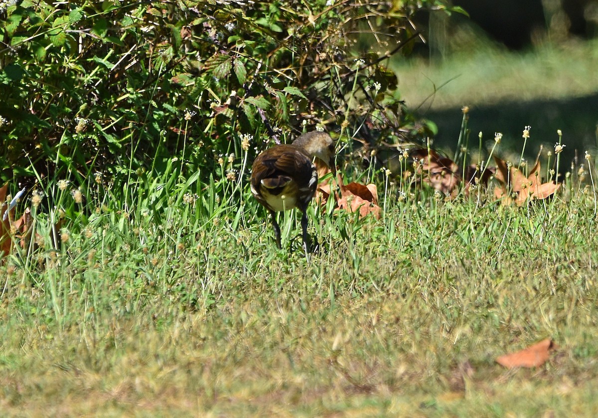 Eurasian Moorhen - ML622090863