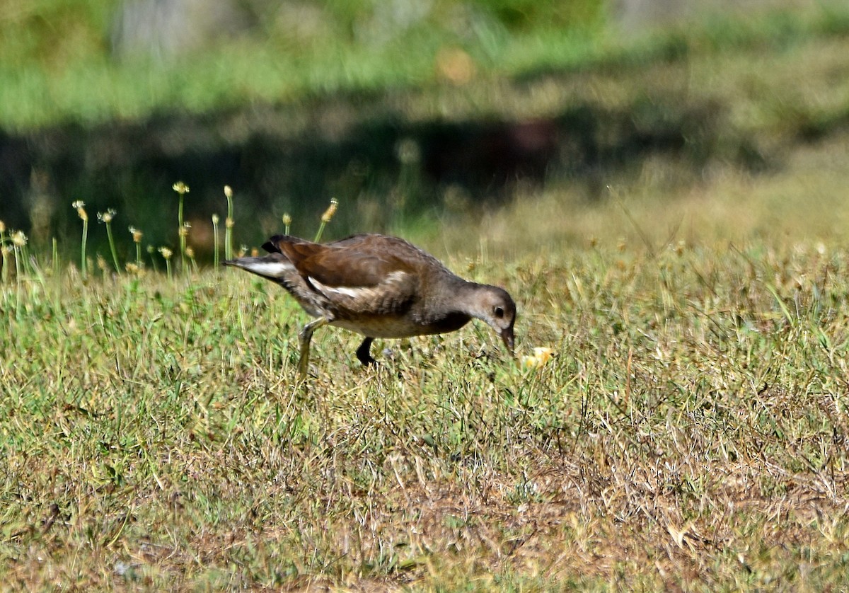 Eurasian Moorhen - ML622090864