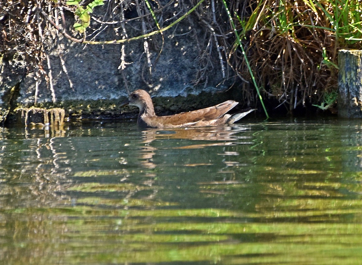 Eurasian Moorhen - ML622090865